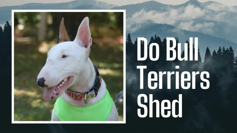 Do Bull Terriers Shed
