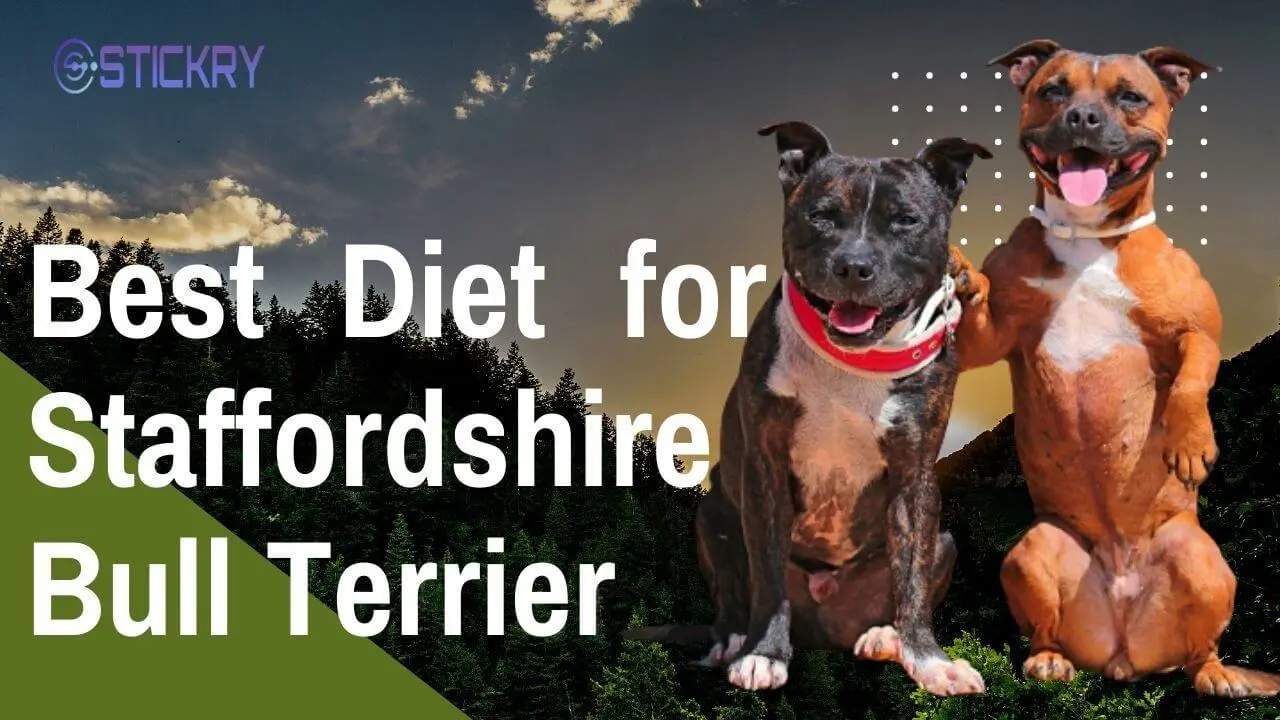 Best Diet for Staffordshire Bull Terrier
