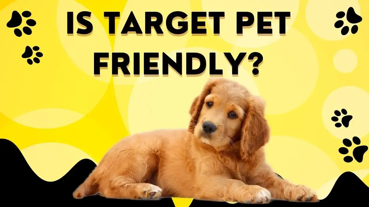 Is-Target-Pet-Friendly