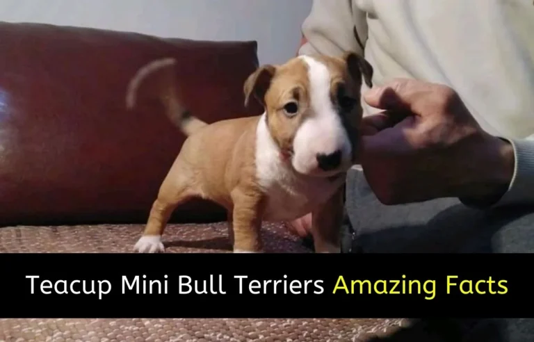 Teacup Mini Bull Terrier